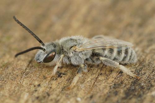 Réf. 269 394 : Seladonia pollinosa